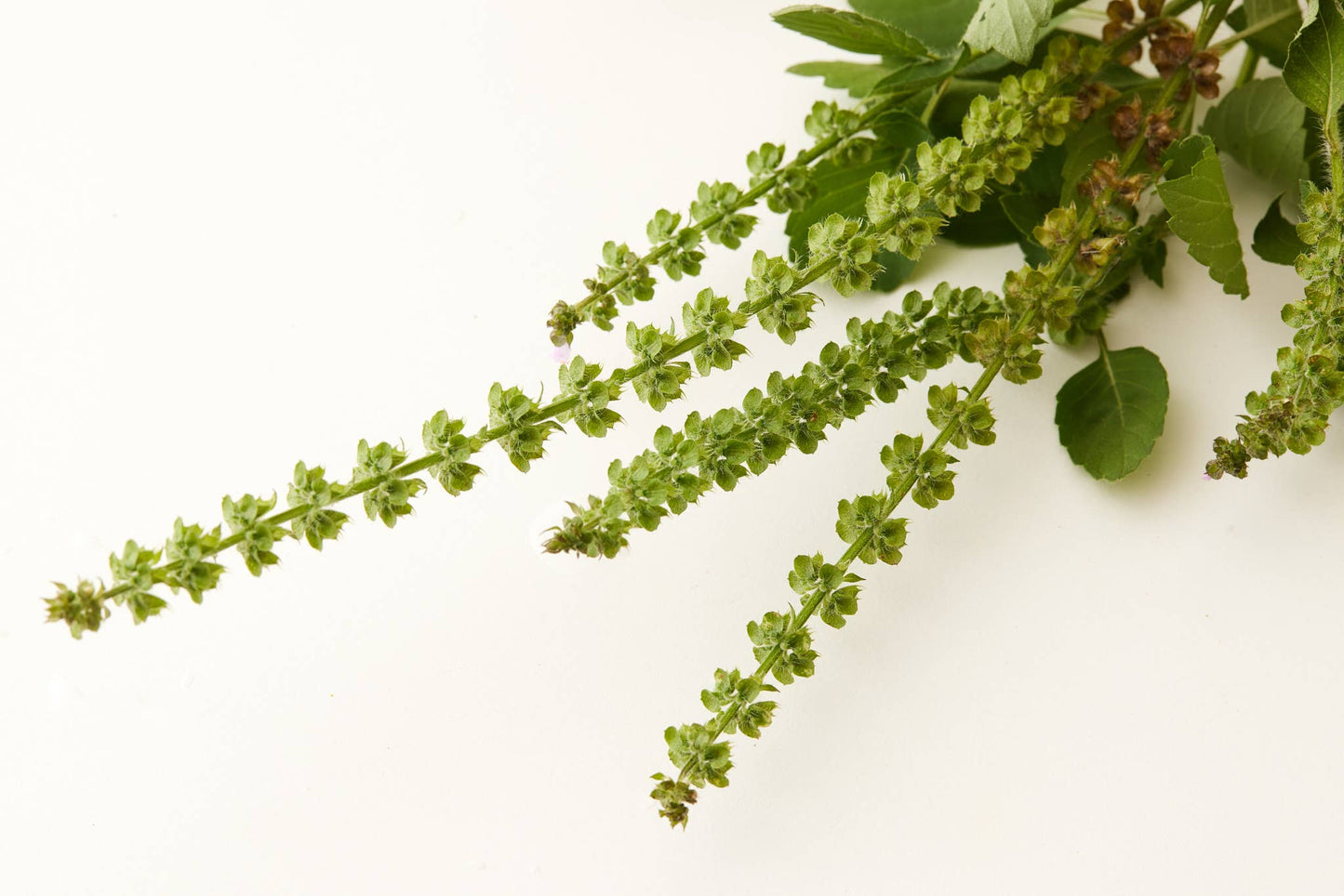 WHS - TULSI BLOOM SHAMPOO 9.5 OZ