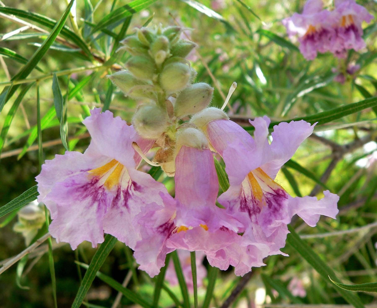 Desert Willow Flower Essence