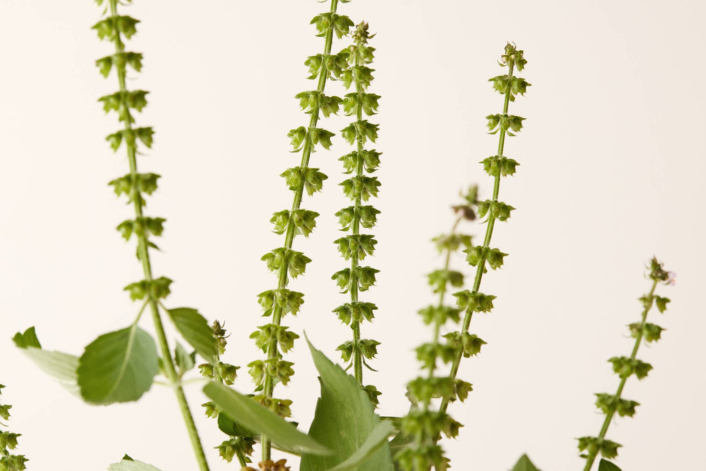 WHS - TULSI BLOOM CONDITIONER 9.5 OZ