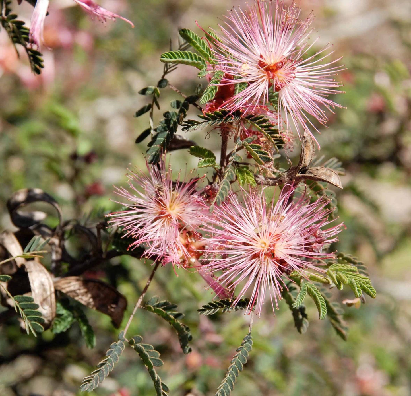 Fairy Duster Flower Essence