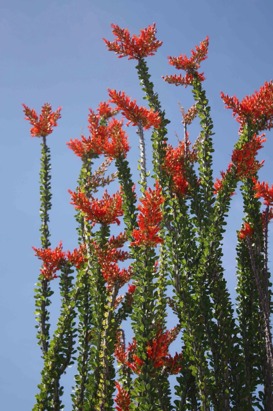 Ocotillo Flower Essence