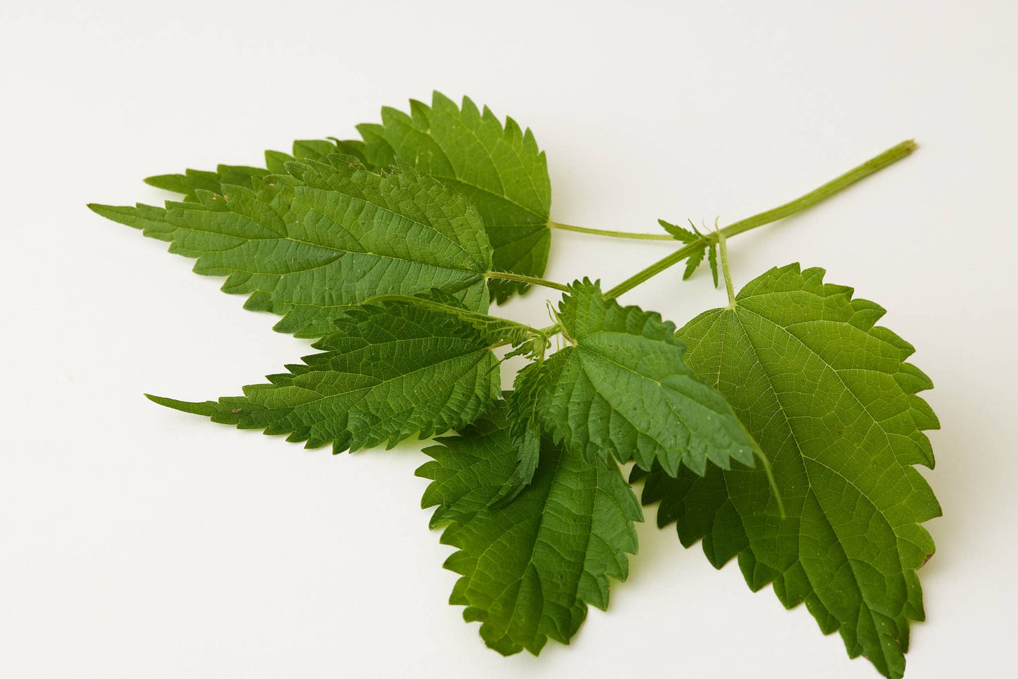 WHS - TULSI BLOOM CONDITIONER 9.5 OZ