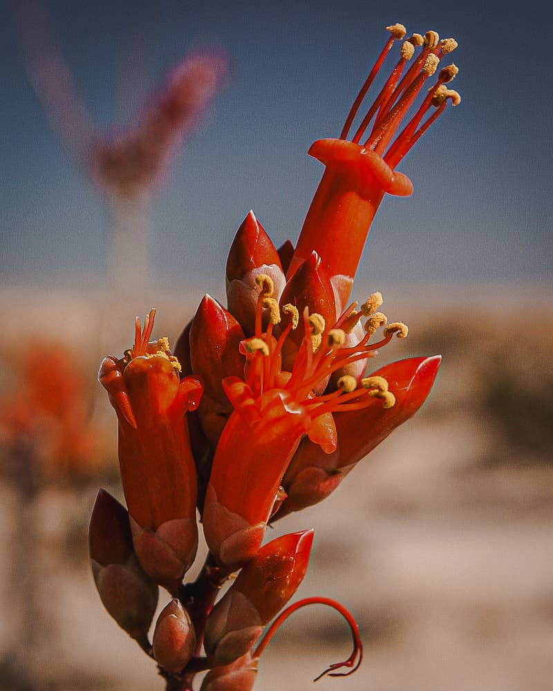 Ocotillo Flower Essence