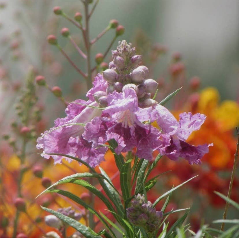 Desert Willow Flower Essence