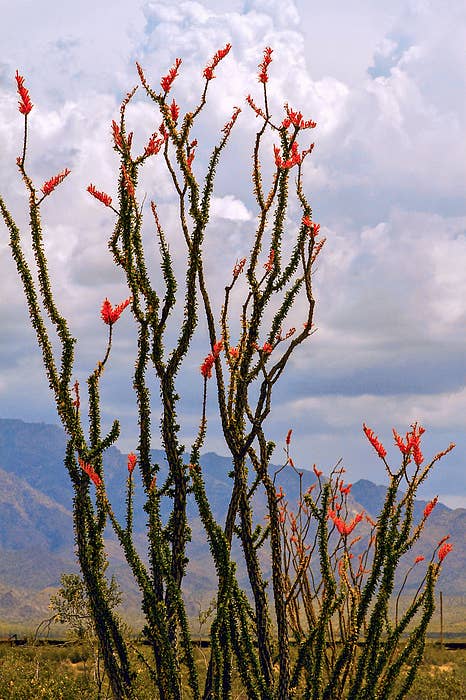 Ocotillo Flower Essence