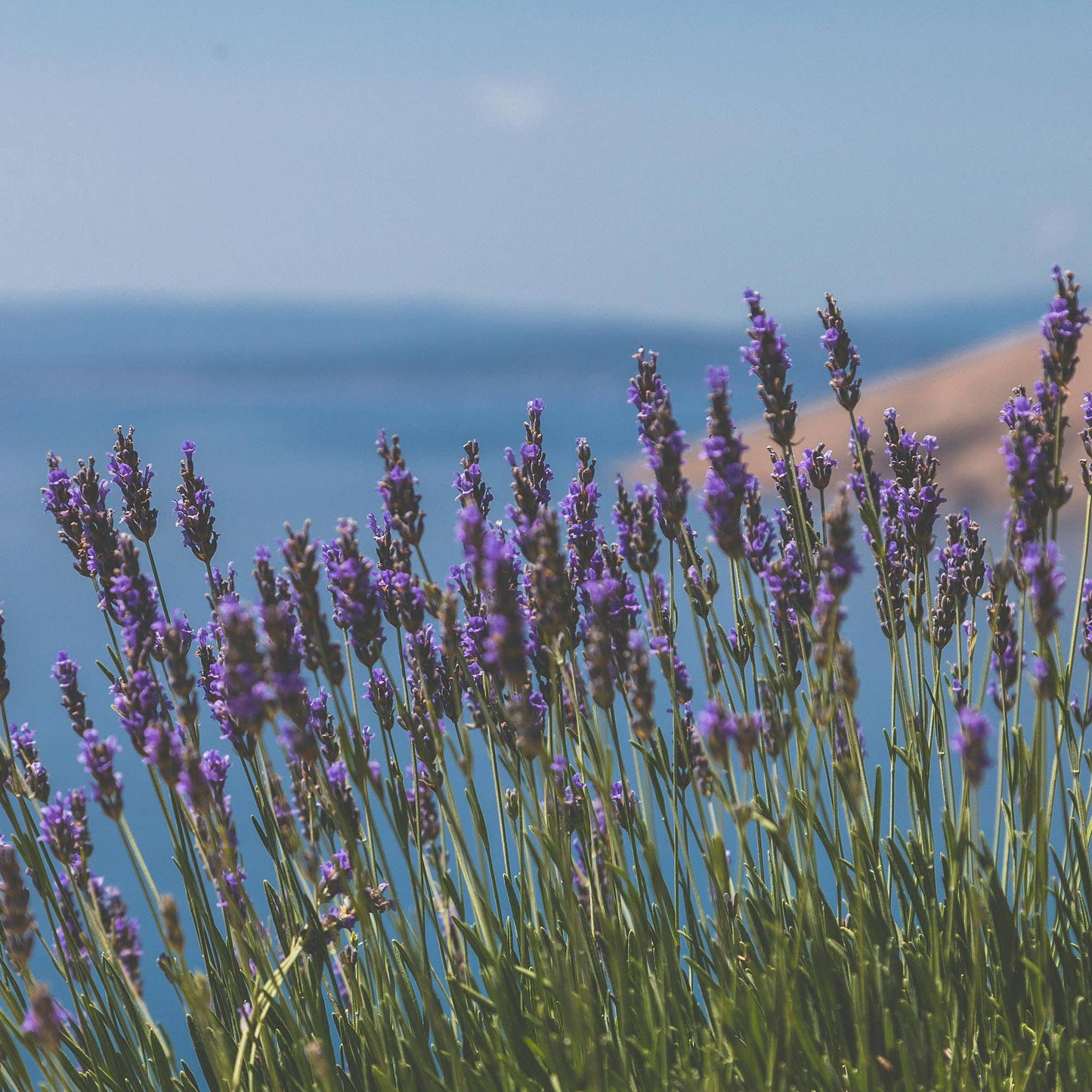 Earl Grey Push Scent Refill