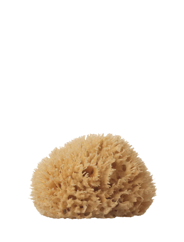 Well Kept Medium Sea Sponge