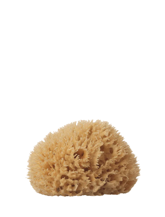 Well Kept Medium Sea Sponge